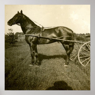 Affiche Cheval et ombre