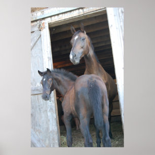 Affiche Cheval et Pony