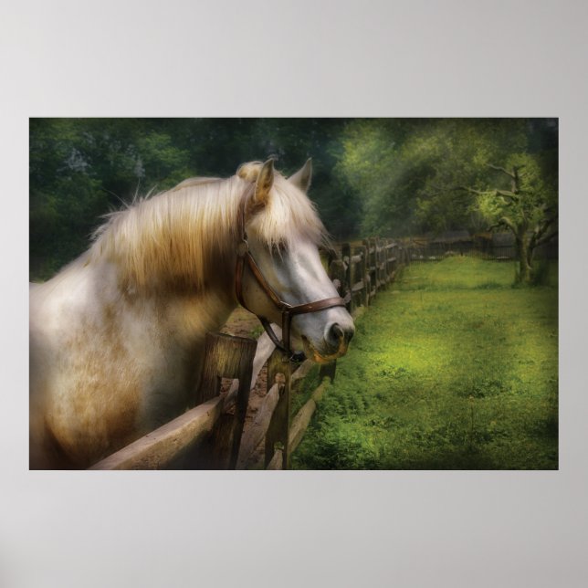 Affiche Cheval - Étalon Blanc (Devant)