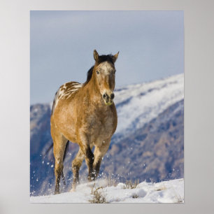 Affiche Cheval fonctionnant dans la neige 2