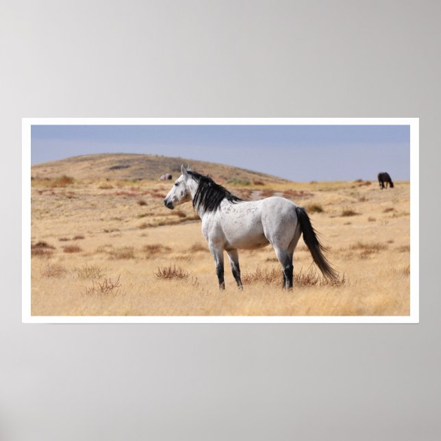 Affiche Cheval Gris Sauvage, Utah (Devant)