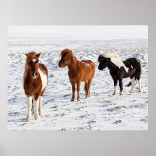 Affiche Cheval islandais avec pelage d'hiver typique