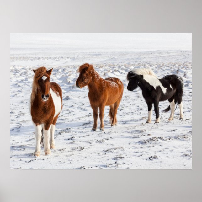 Affiche Cheval islandais avec pelage d'hiver typique (Devant)