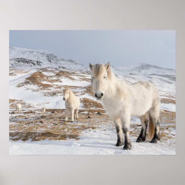 Affiche Cheval islandais | Blonduos, Islande (Devant)