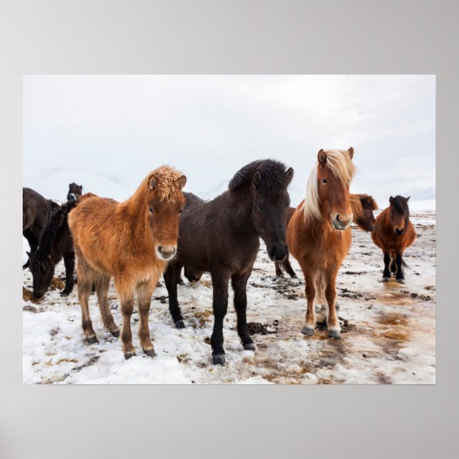 Affiche Cheval islandais en hiver Islande (Devant)