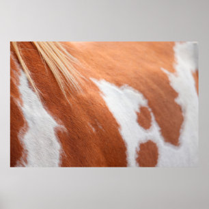 Affiche Cheval manteau animal équin tan