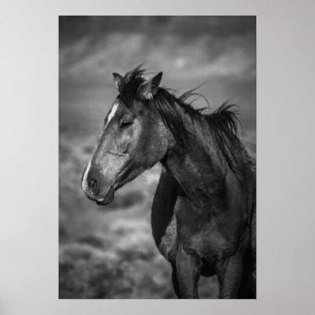 Affiche cheval mère (Devant)