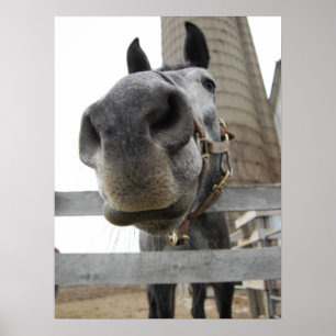 Affiche Cheval Mignon De Près