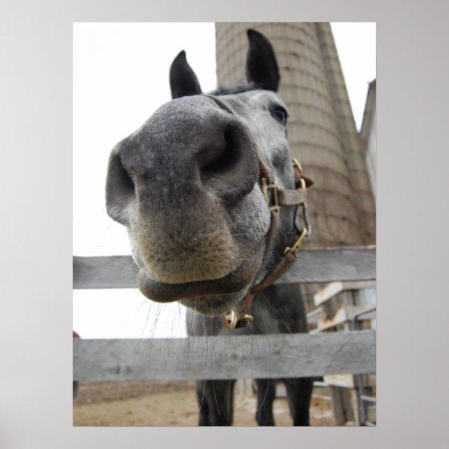 Affiche Cheval Mignon De Près (Devant)