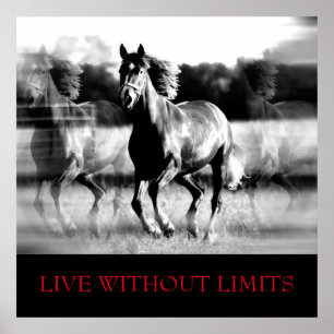Affiche Cheval Motivationnel Blanc Noir Vit Sans Limites