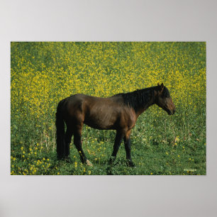 Affiche Cheval Mustang sauvage debout en fleurs