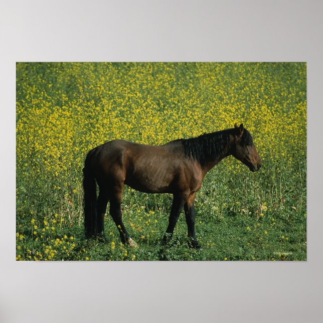 Affiche Cheval Mustang sauvage debout en fleurs (Devant)