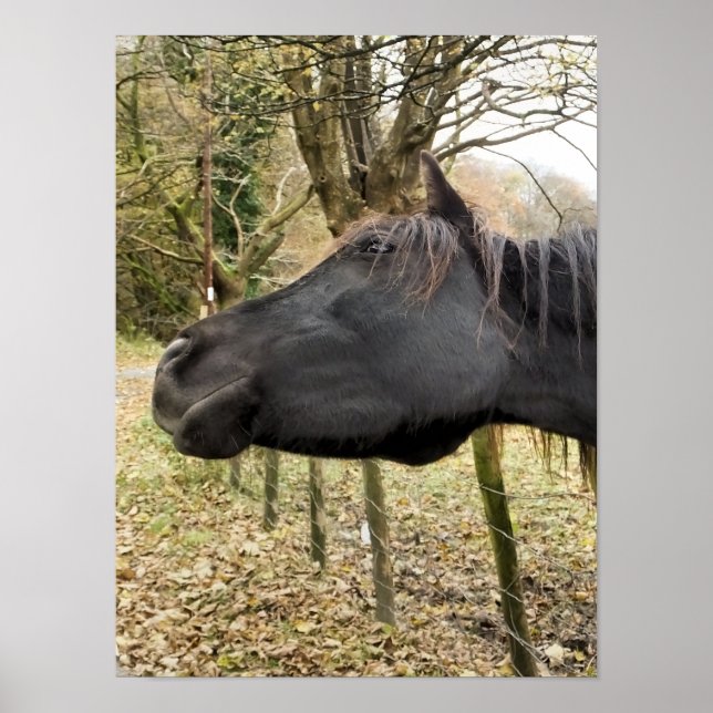 AFFICHE CHEVAL NOIR (Devant)