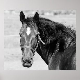 Affiche Cheval Noir Blanc