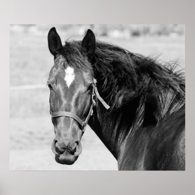 Affiche Cheval Noir Blanc (Devant)