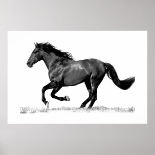Affiche Cheval Noir Blanc en Course