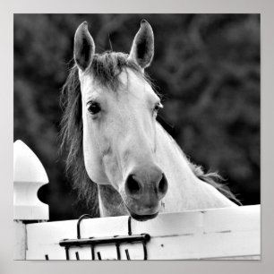 Affiche Cheval noir et blanc