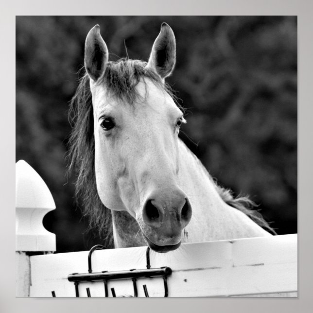 Affiche Cheval noir et blanc (Devant)