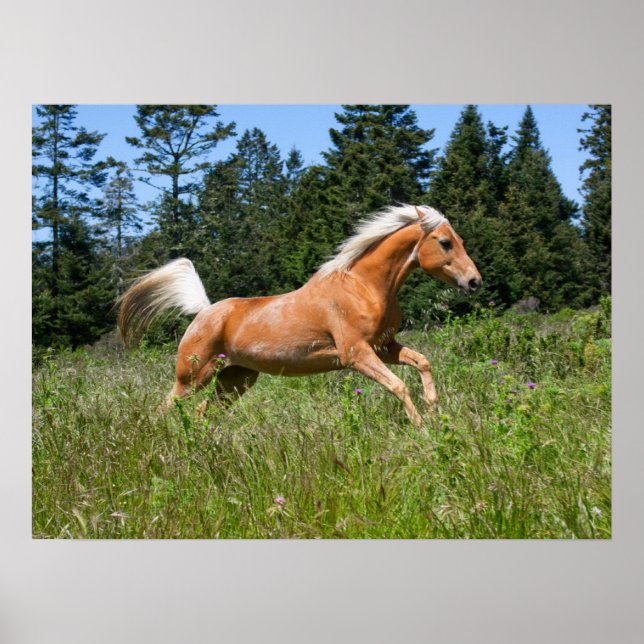 Affiche Cheval Palomino courant à travers une prairie (Devant)