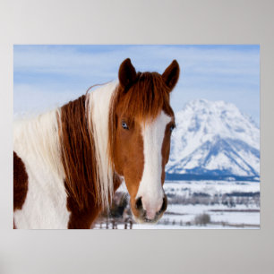Affiche Cheval Pinto mont Moran en hiver