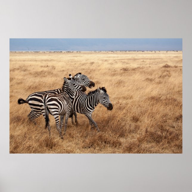 AFFICHE CHEVAL RACE (Devant)