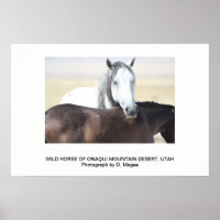 CHEVAL SAUVAGE DES MONTAGNES DE L'ONAQUI, UTAH