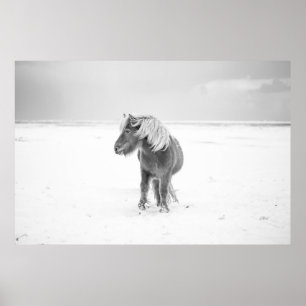 Affiche Cheval sauvage, Islande