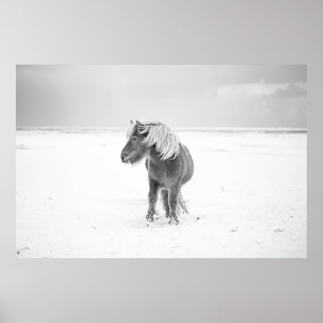 Affiche Cheval sauvage, Islande (Devant)
