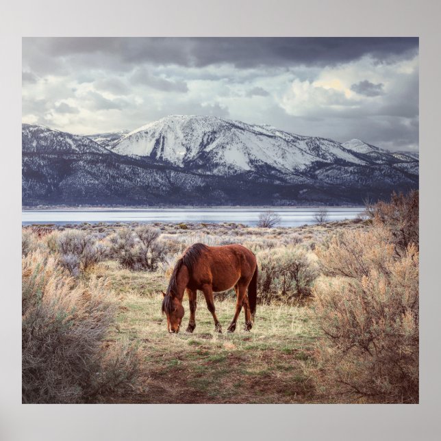 Affiche Cheval sauvage : Paysage hivernal du Nevada. (Devant)