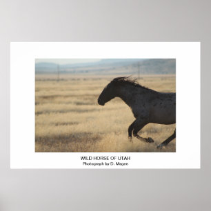 AFFICHE CHEVAL SAUVAGE PERSONNALISABLE DE L'UTAH PHOTOGRAP