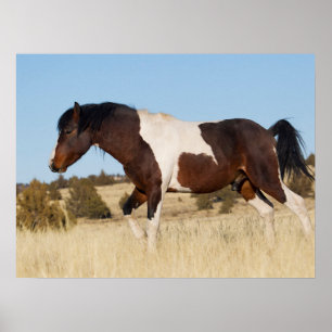 Affiche Cheval sauvage, Steens Mountains