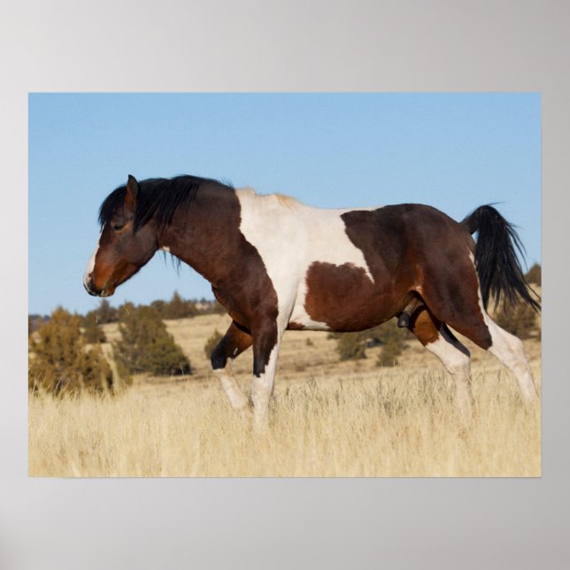 Affiche Cheval sauvage, Steens Mountains (Devant)