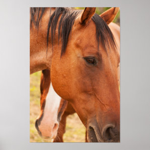 Affiche Cheval Se Cache Derrière Le Cheval