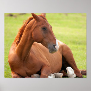 Affiche Cheval Se Détendre Dans Les Pâturages Verts
