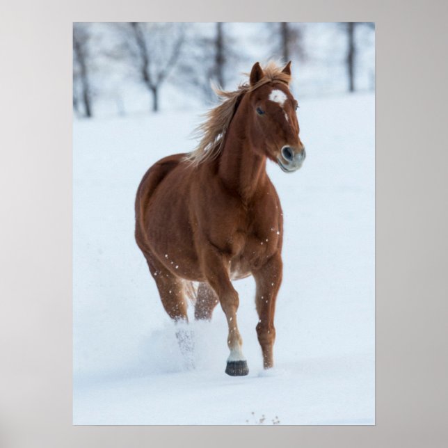 Affiche Cheval simple courant dans la neige (Devant)