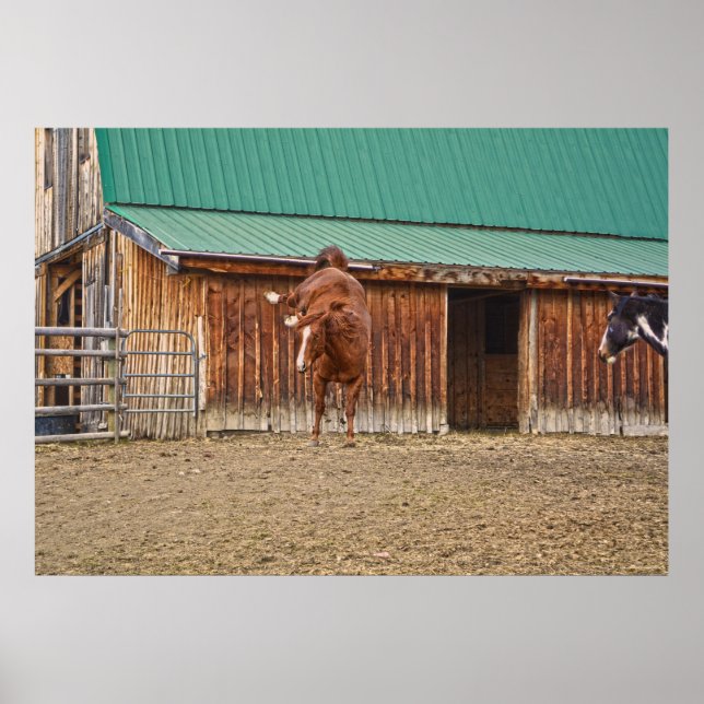 Affiche Cheval Sorrel Spirité Bucking par une grange (Devant)