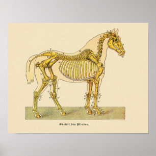 Affiche Cheval Squelette Anatomie Imprimer Vintage 1917