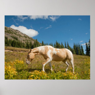 Affiche Cheval sur herbes dans une prairie alpine en été