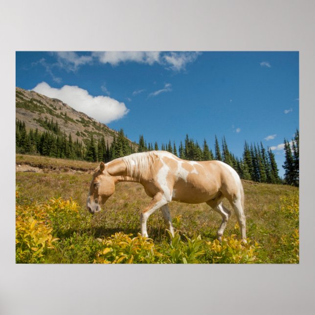Affiche Cheval sur les herbes dans une prairie alpine en é (Devant)