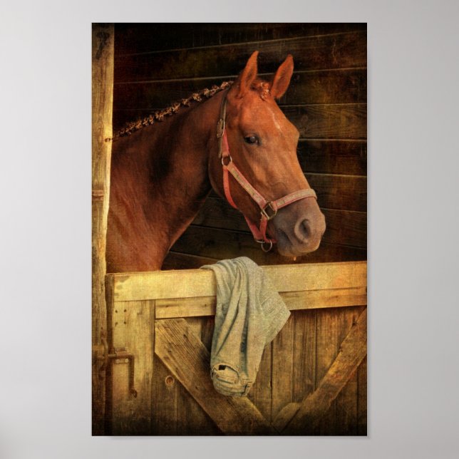 Affiche Cheval Thoroughbred (Devant)