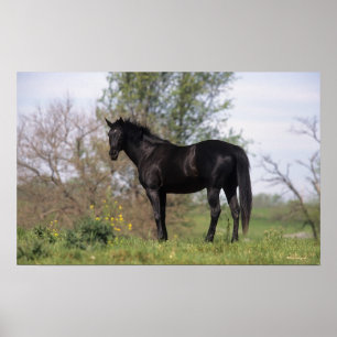 Affiche Cheval Thoroughbred debout