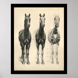 Affiche Cheval Vétérinaire Muscle Skeletal Anatomie Imprim