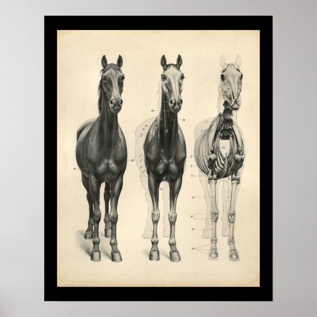 Affiche Cheval Vétérinaire Muscle Skeletal Anatomie Imprim (Devant)