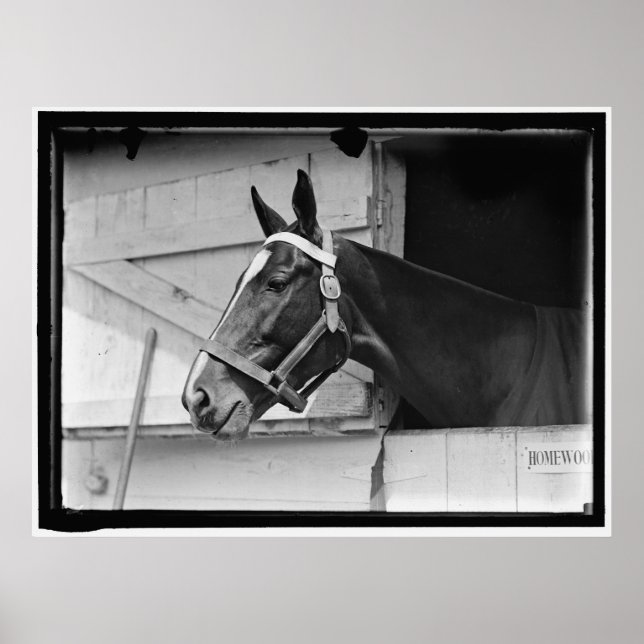 Affiche Cheval vintage 1913 (Devant)