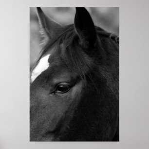 Affiche Cheval wapcn