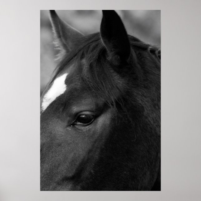 Affiche Cheval wapcn (Devant)