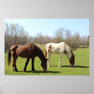 Affiche Chevaux