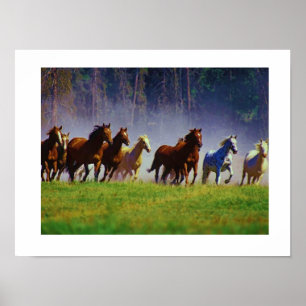 Affiche chevaux