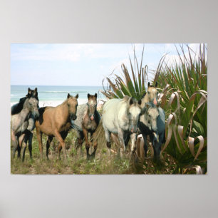 Affiche Chevaux à la copie de plage