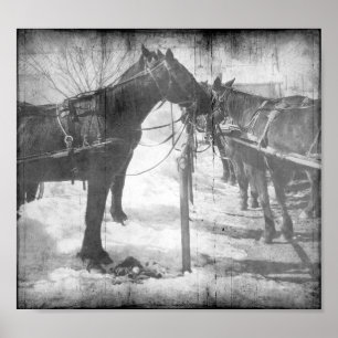Affiche Chevaux amish en noir et blanc Grunge